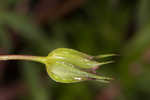 Longstalk cranesbill